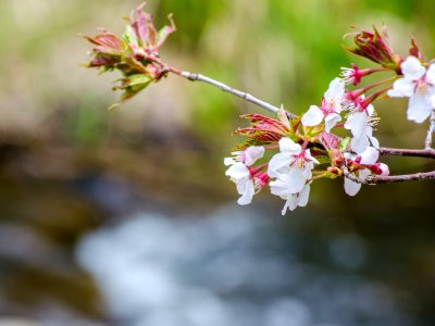 sakura 2016
