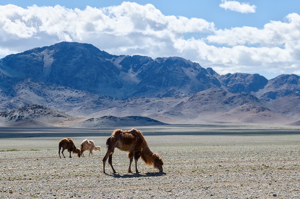 Camel steppe mountains