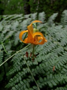 Lilium columbianum + Pteridium aquilinum