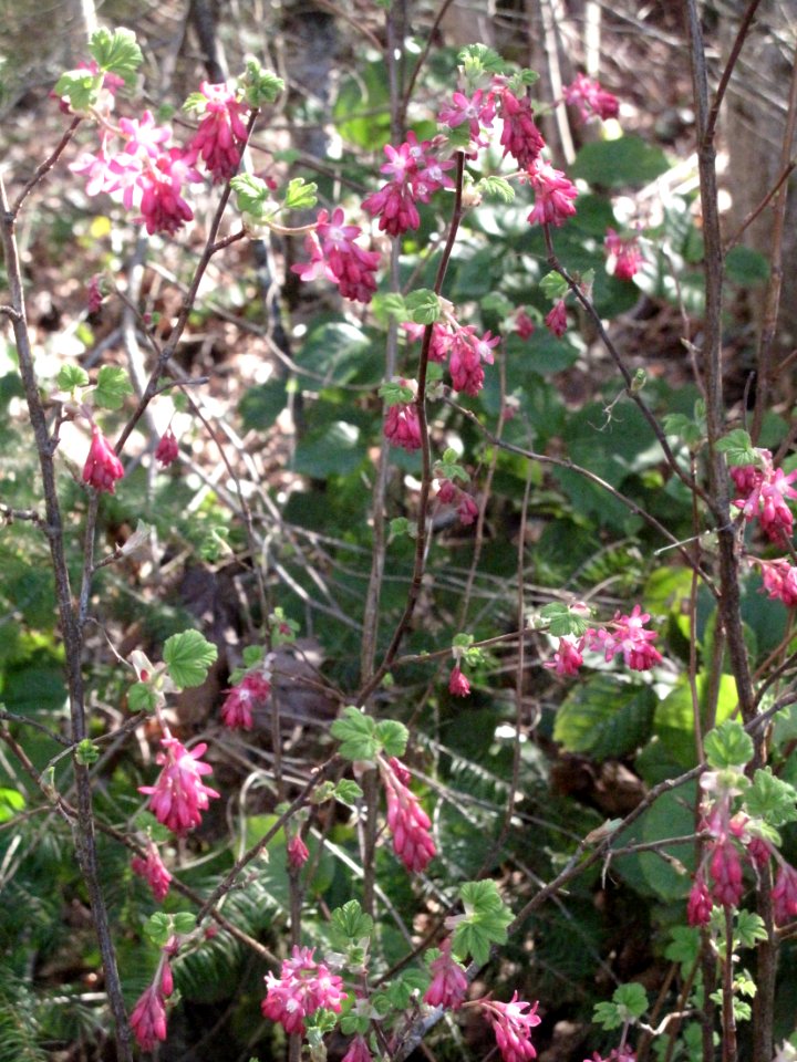 Ribes sanguineum