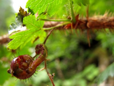 Unknown larva on Ribes lacustre 4