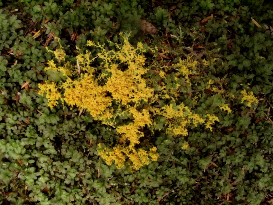 Fuligo septica (scrambled egg slime mold)