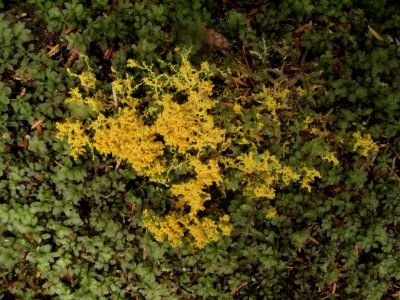Fuligo septica (scrambled egg slime mold)