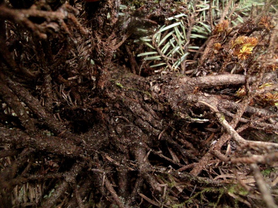 Witches' broom on Tsuga heterophylla detail