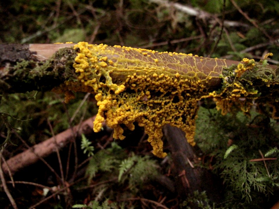 Leocarpus fragilis (insect-egg slime mold)