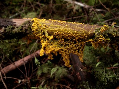 Leocarpus fragilis (insect-egg slime mold)