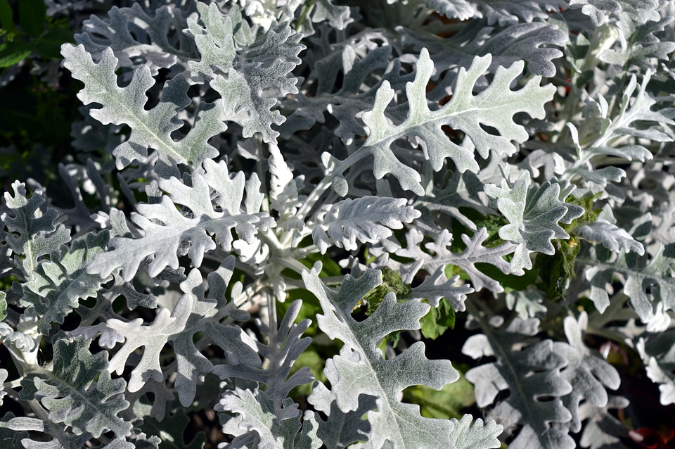Plant silver planting of greenery