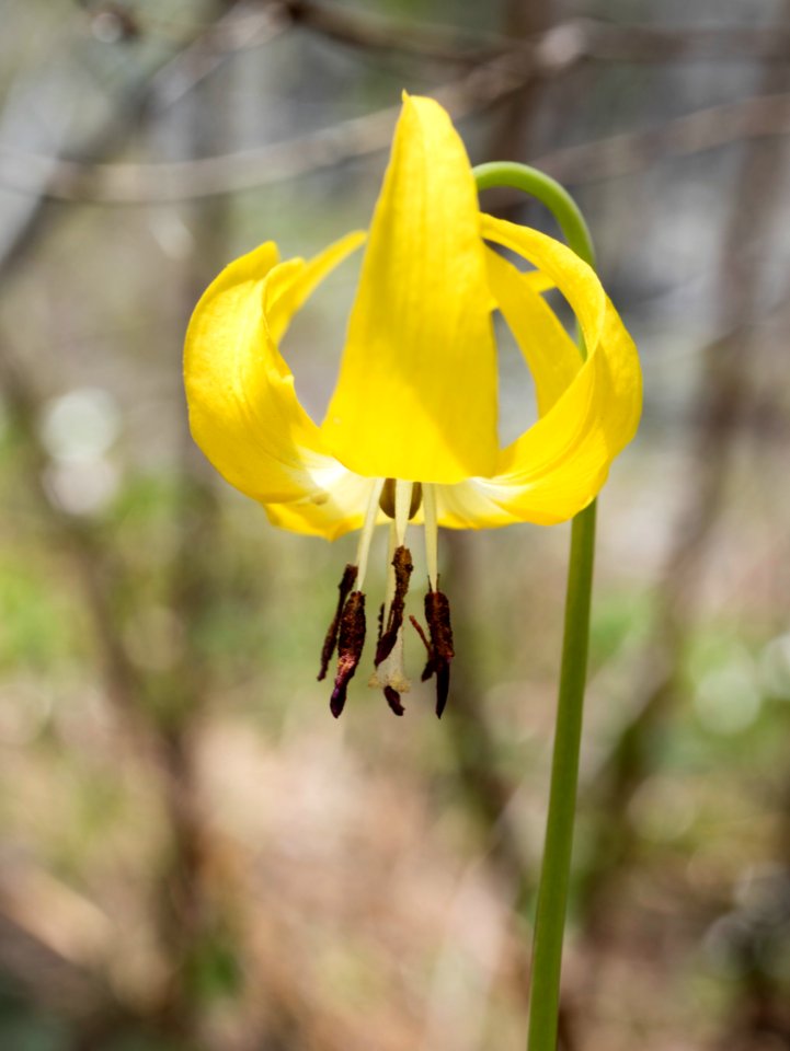 Erythronium grandiflorum(?)