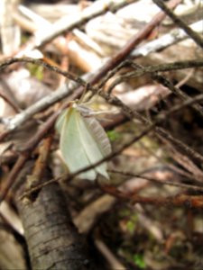Campaea perlata 2