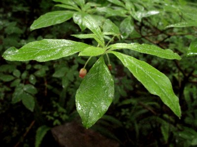 Menziesia ferruginea false azalea
