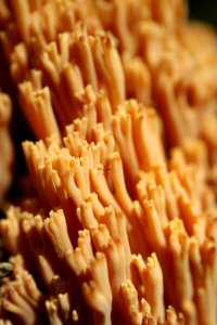 Unknown coral fungus