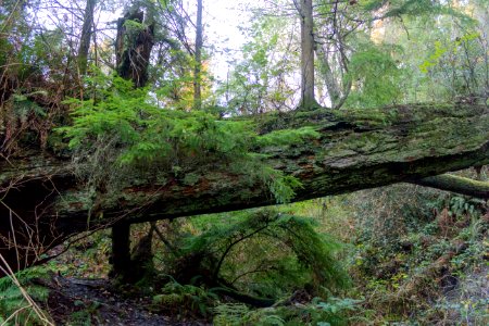 Carkeek 12