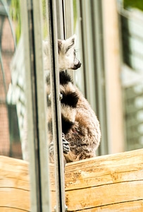 Face madagascar zoo