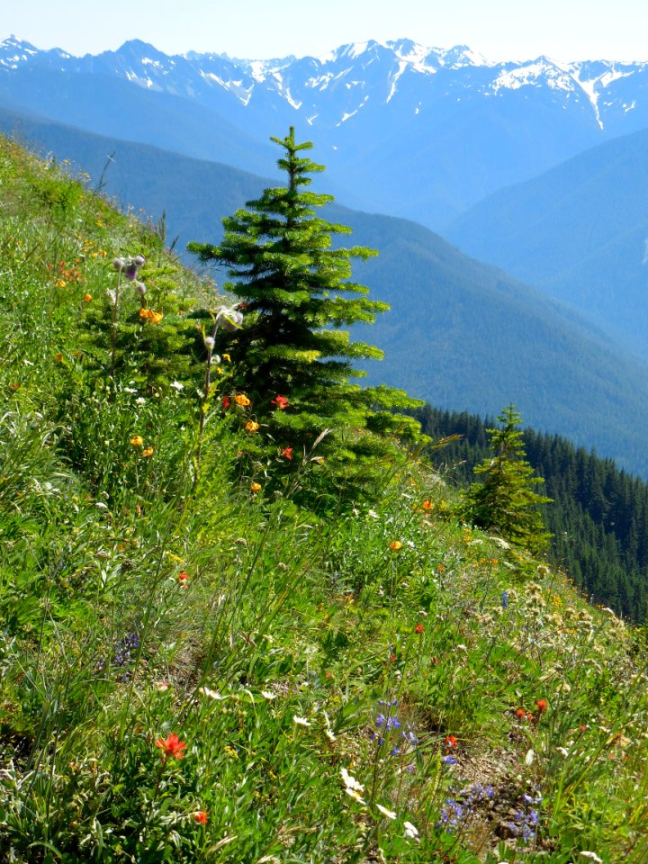 alpine wildflowers flower meadow hurricane ridge summer c bubar june 27 2014