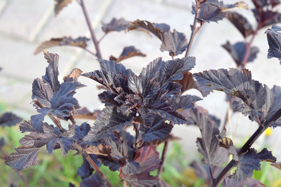 Garden decorative leaves