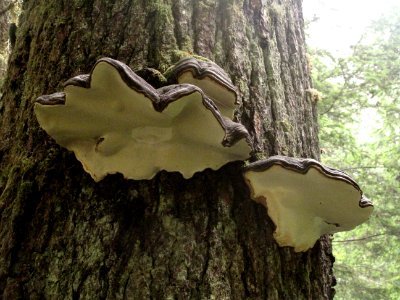 Ganoderma applanatum