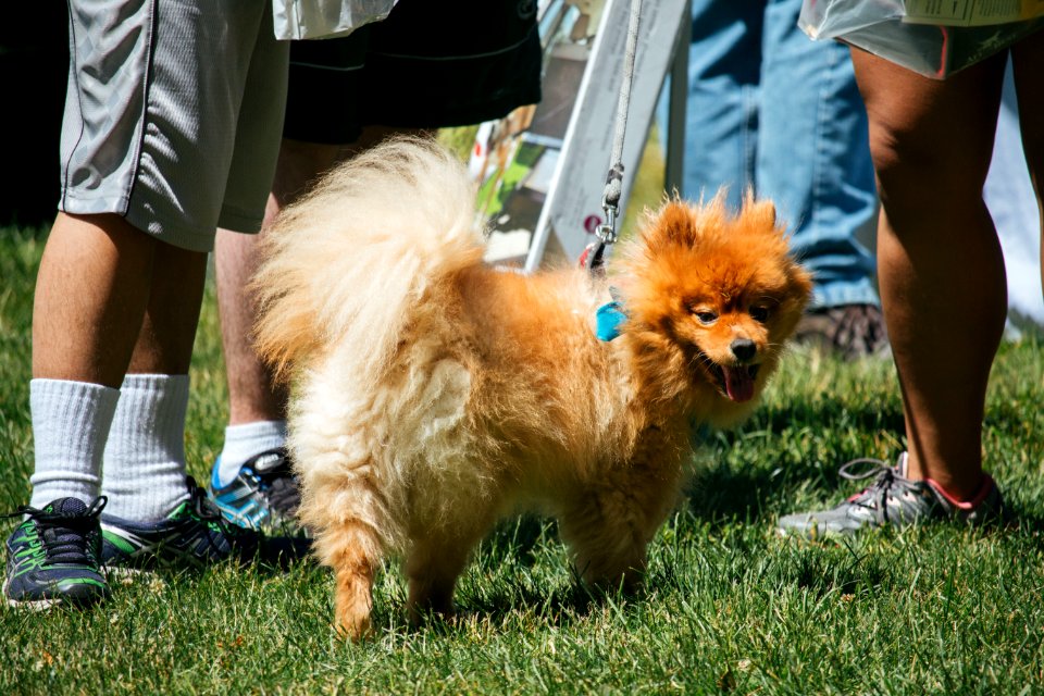IschelleMartin-furry5k-349