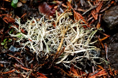 Cladonia portentosa?