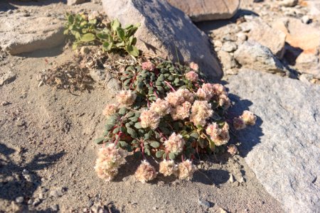Some sort of prostrate buckwheat (lobbii?) leaves did not seem wooly