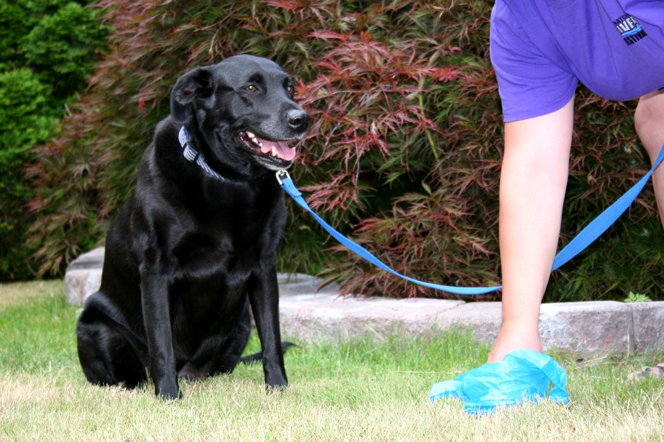 pet waste pick-up Kirkland