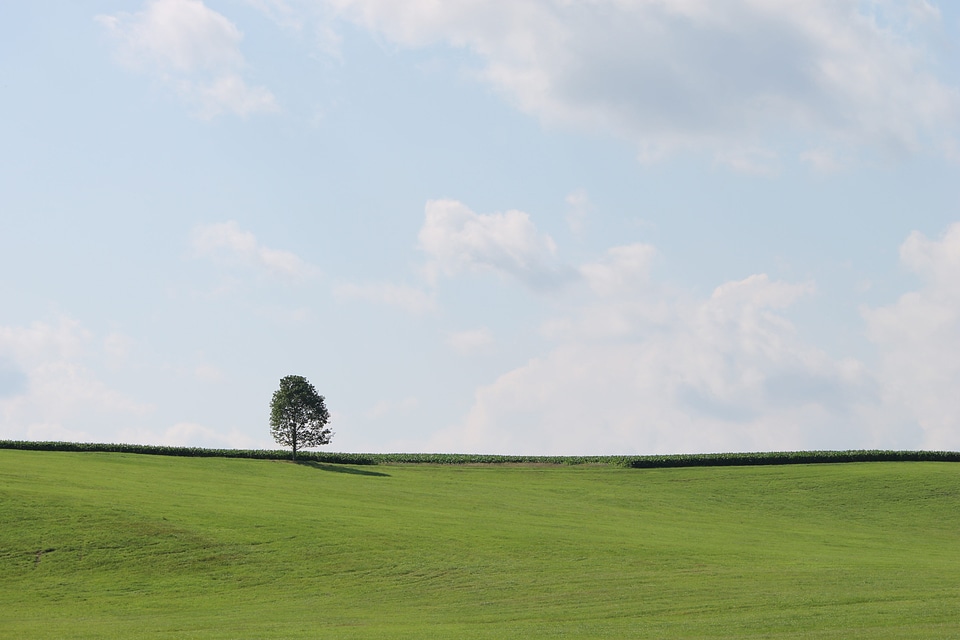 Nature grass landscape