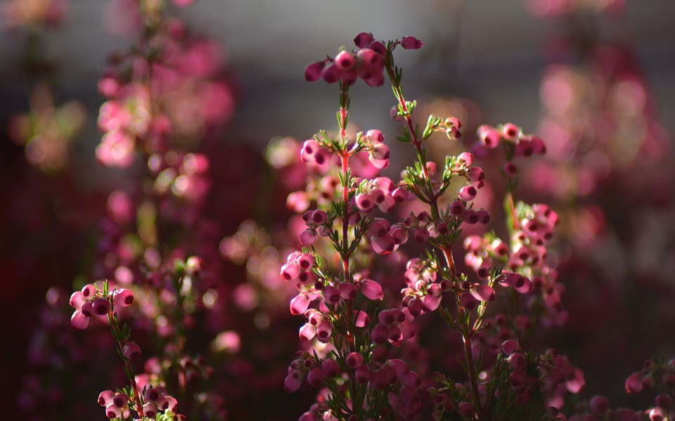 Nature colour flora