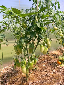 Food vegetarianism vegetables