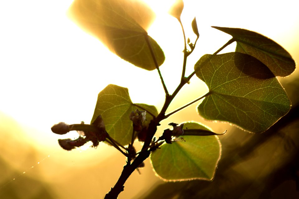Leaves in the evening sun