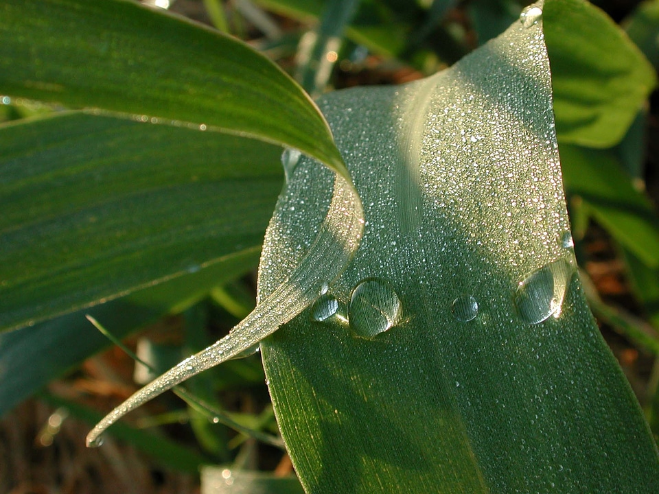 Dew drop green morning