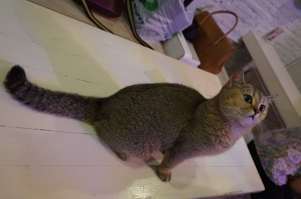 Animals feline domestic animal