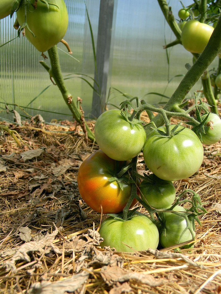 Food vegetarianism vegetables