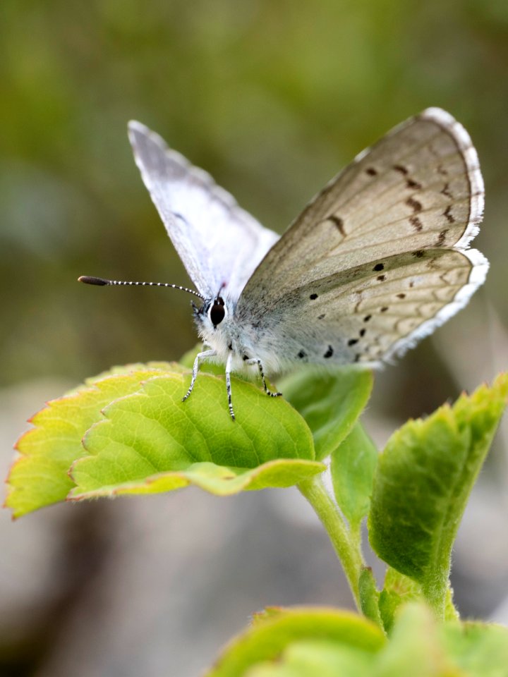 Celastrina "ladon" on something