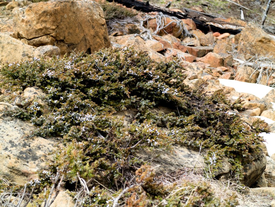 Juniperus communis