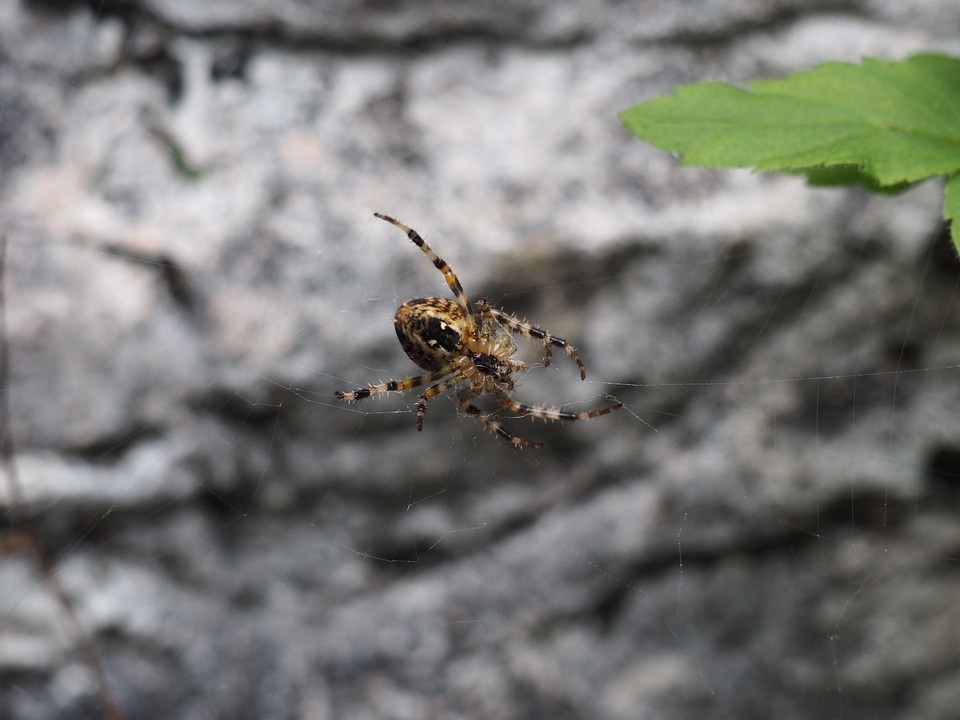 Close up insect cobweb