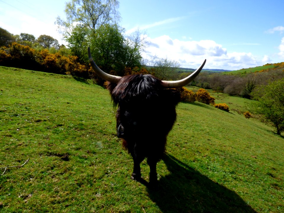 Highland Cattle