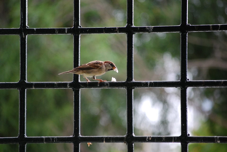 Bird wrought iron breadcrumbs
