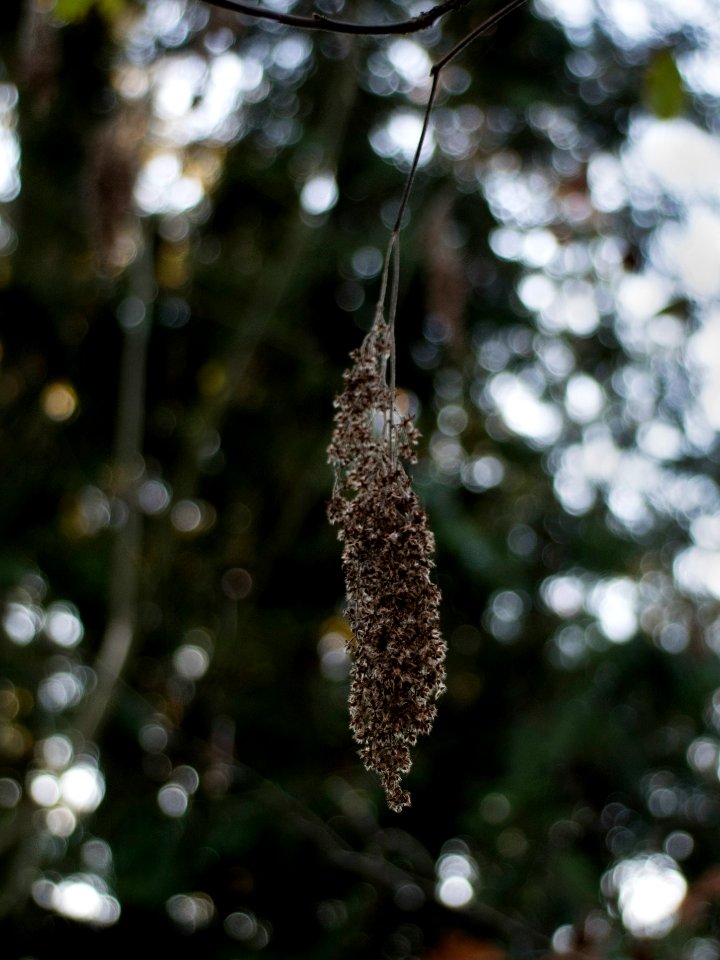 Holodiscus discolor infructescence