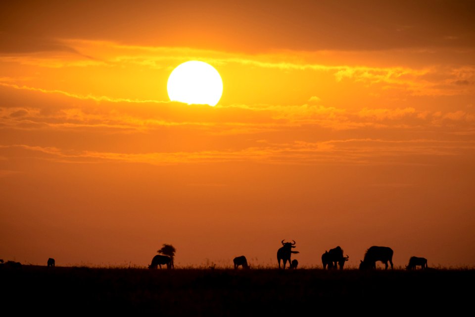 2015 06 13 Ol Kinyei Maasai Mara JPEG RESIZED 0014