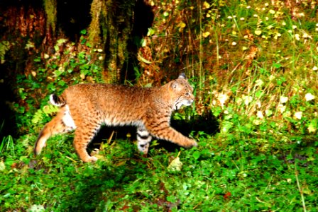 Bobcat Hoh walking 2011 nps photo photo