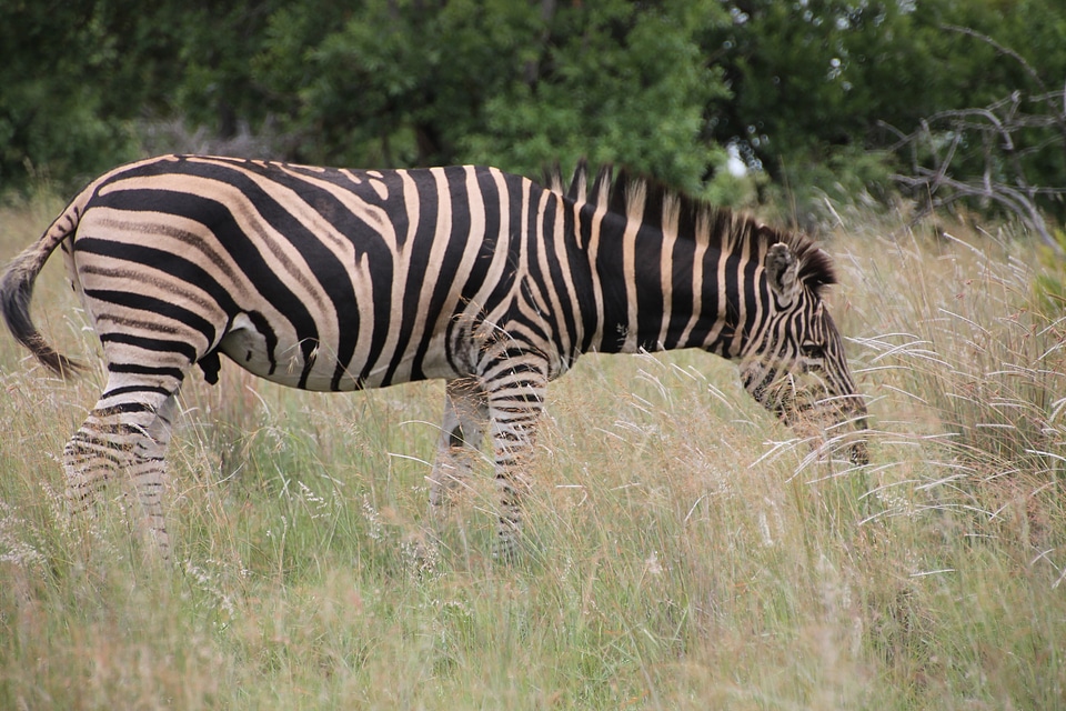 Wildlife animals wilderness