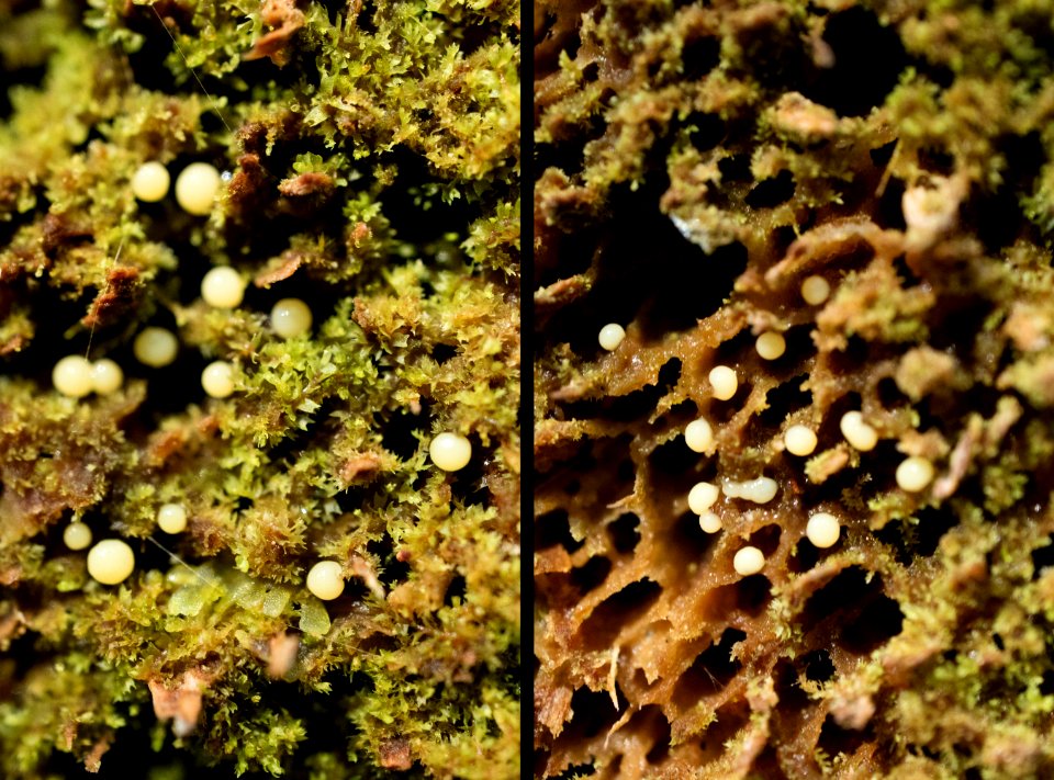 Unknown slime mold