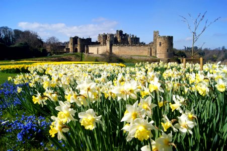 Alnwick Daffodils photo