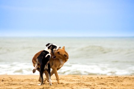 It's Play time for Dogs! photo