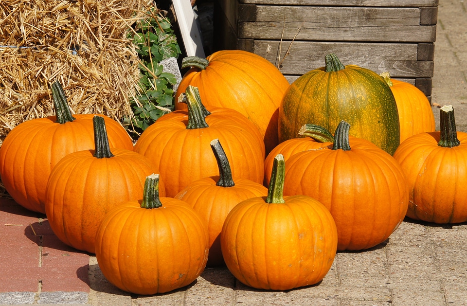 Harvest garden halloweenkuerbis