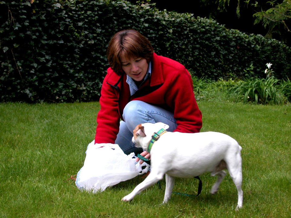 pick up dog waste