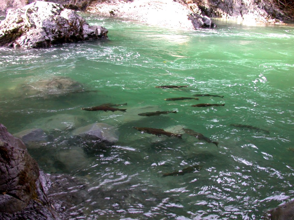 Sol Duc Summer Coho Salmon Cascades06