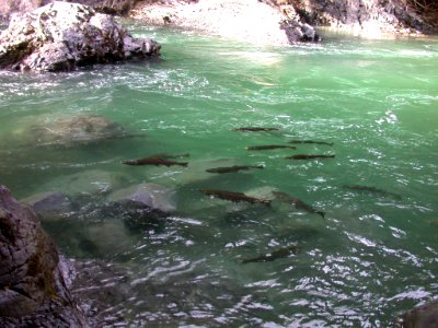 Sol Duc Summer Coho Salmon Cascades06