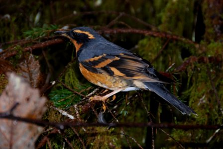 Birds varied trush songbird NPS Photo