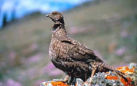 Birds grouse subalpine NPS Photo J preston