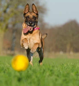 Belgian shepherd dog ball junkie summer photo